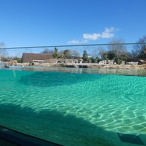 Under-water viewing for Humboldt's Penguin