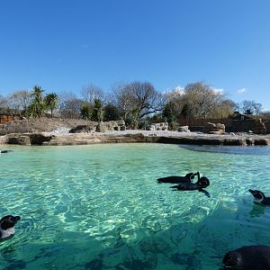 View of Humboldt's Penguin exhibit