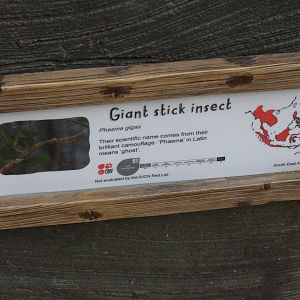 Giant Stick Insect Signage