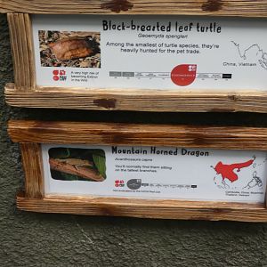 Signage for Black-breasted Turtle and Mountain Horned Dragon in RORA