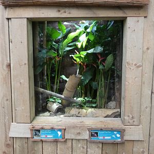 Green and Black Poison Dart Frog and Crowned Tree Frog enclosure in Tropical Realm