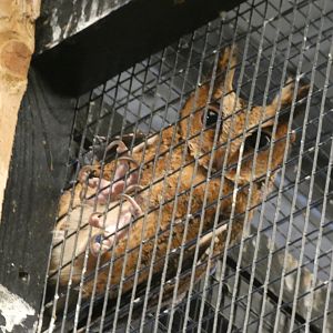 Luzon Scops Owl on the wiring of it's enclosure
