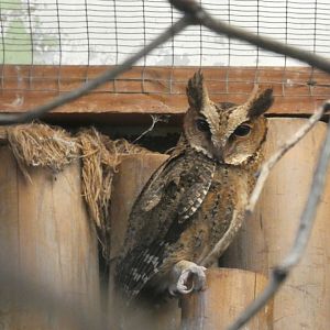 Luzon Scops Owl