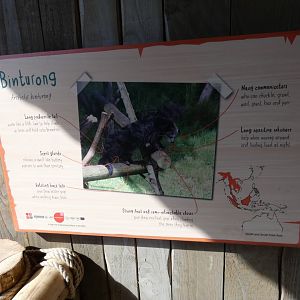 Binturong Signage