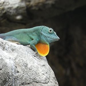 Blue Anole