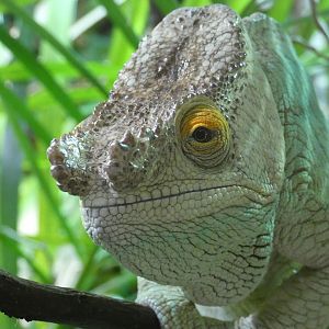 Parson's Chameleon