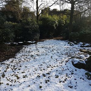 Southern cassowary-enclosure