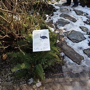 Sign Southern cassowary