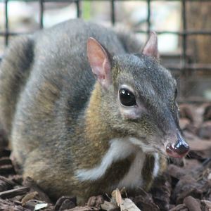 Javan mouse deer