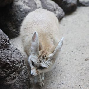 Fennec