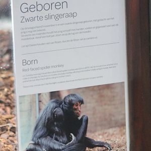 Birth-sign Red-faced spider monkey