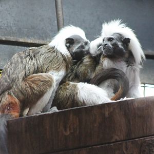 Cotton-top tamarins