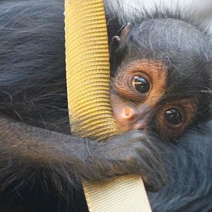 Baby Red-faced spider monkey