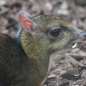 Javan mouse-deer