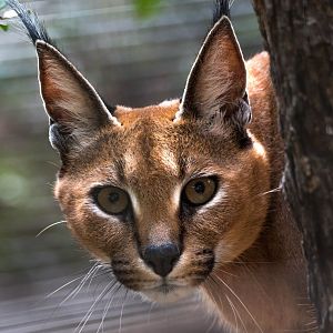 Caracal