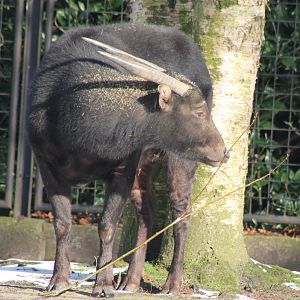 Lowland anoa