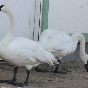 Trumpeter swans
