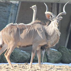 Greater kudu and Ostrich