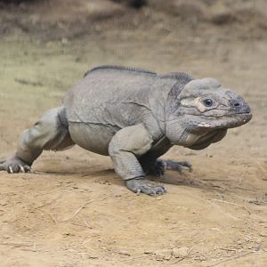 Rhinoceros iguana