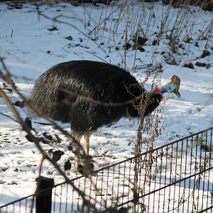 Southern cassowary