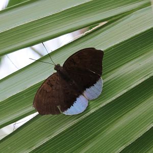 Butterfly ID