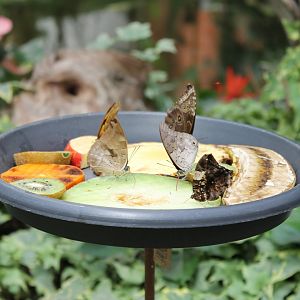 Butterfly-feeding-place