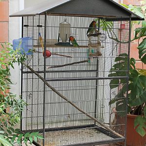 Cage Fischer's lovebird
