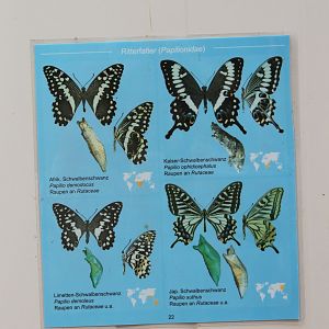 Butterfly ID-card