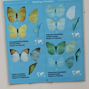 Butterfly ID-card