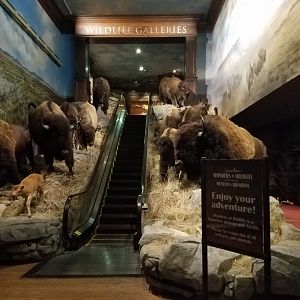 Wonders of Wildlife Museum and Aquarium Entrance