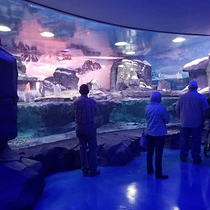 Wonders of Wildlife Museum and Aquarium