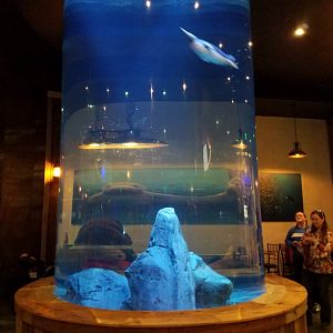 Wonders of Wildlife Museum and Aquarium