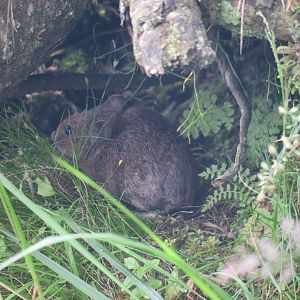 Gansu pika (Ochotona cansus)