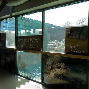 Future River Otter Exhibit