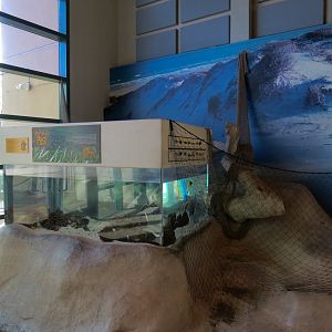 Gulf Coast - Loggerhead and Others Exhibit