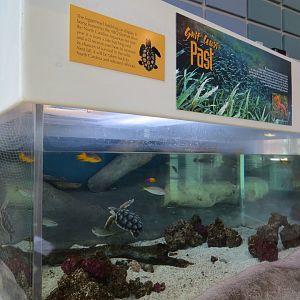 Gulf Coast - Loggerhead and Others Exhibit