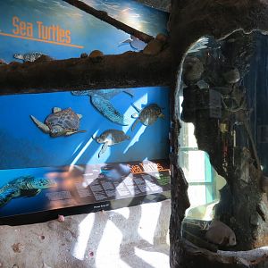 Gulf Coast - Cardinal Soldierfish and Others Exhibit