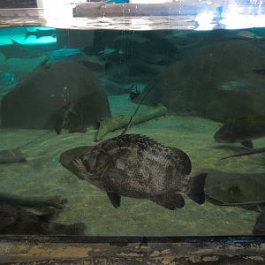 Shallows and Shores Exhibit