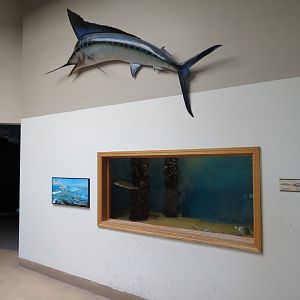 Surf Zone Exhibit