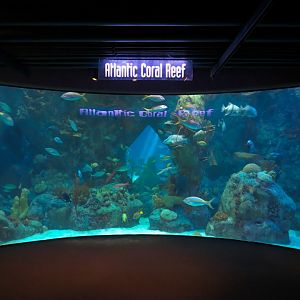 Atlantic Coral Reef Exhibit