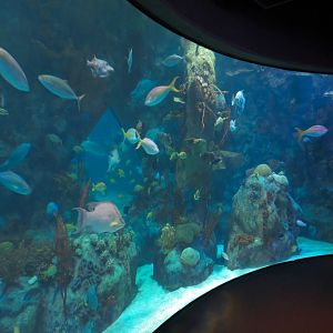 Atlantic Coral Reef Exhibit