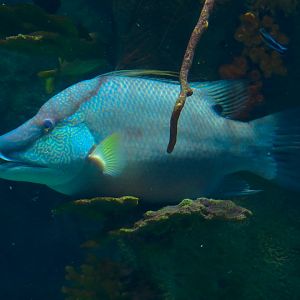 Atlantic Coral Reef Exhibit