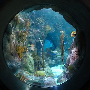 Atlantic Coral Reef Exhibit