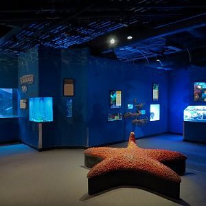 South Pacific Gallery