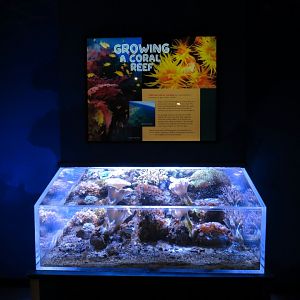 South Pacific Gallery - Growing A Coral Reef Exhibit