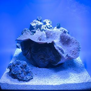 South Pacific Gallery - Giant Clam Exhibit