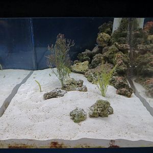 South Pacific Gallery - Garden Eel Exhibit