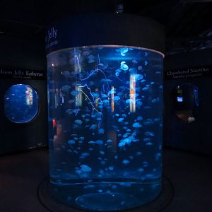 Jellies - Moon Jelly Exhibit