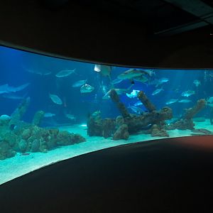 Shark Tank Exhibit