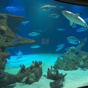 Shark Tank Exhibit